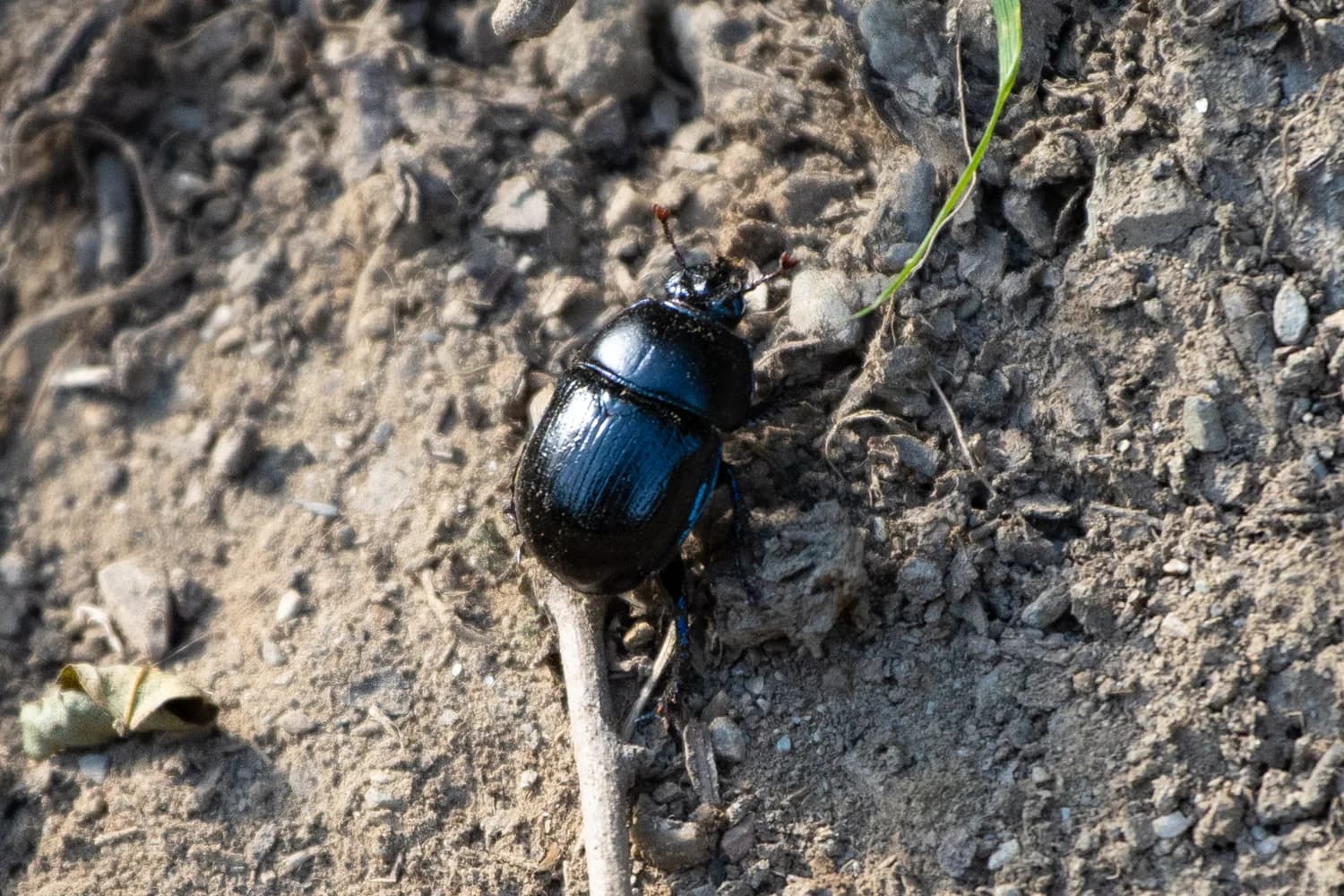 A beetle photographed on the woodland floor; species not confirmed.