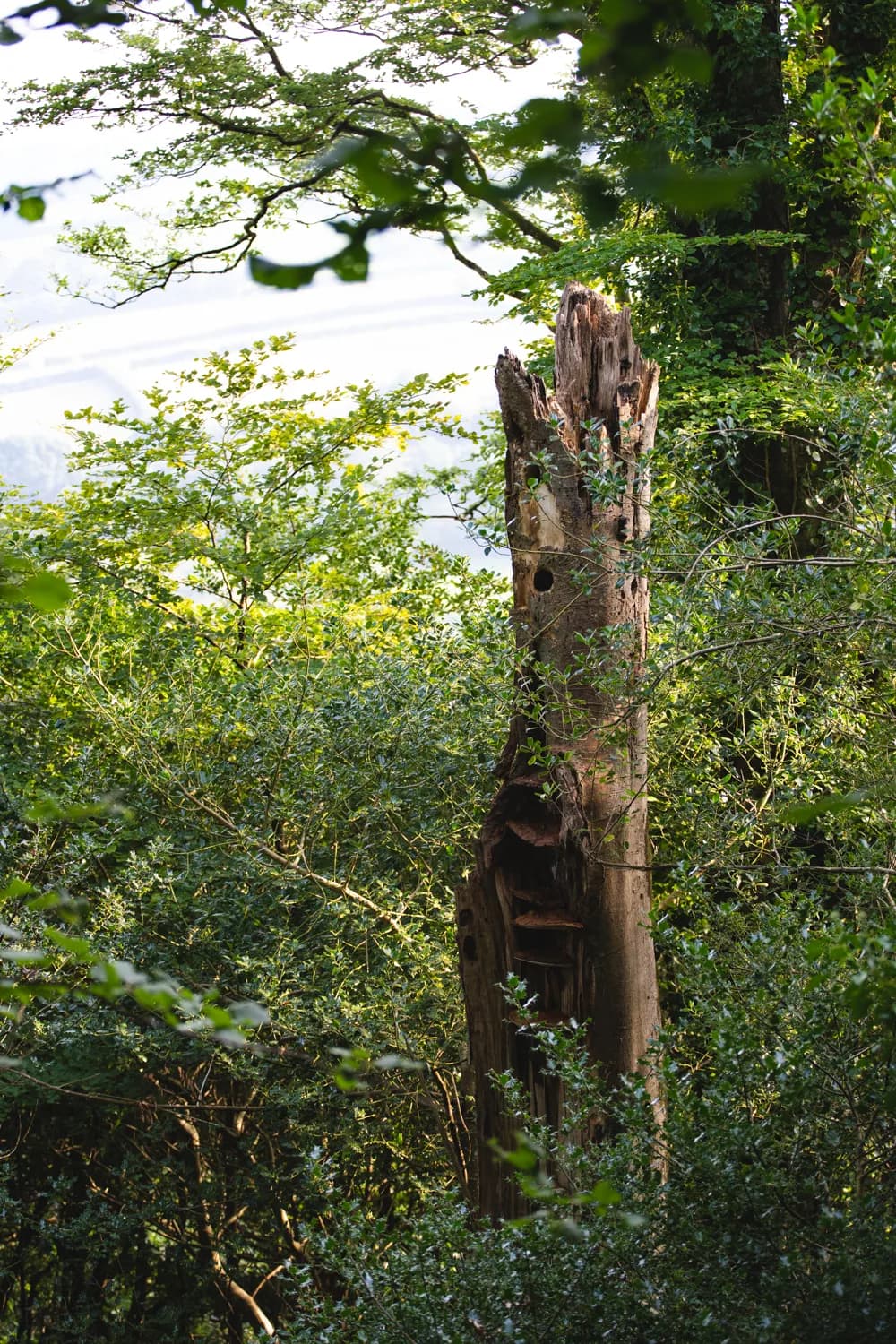 Standing deadwood retained within the woodland.