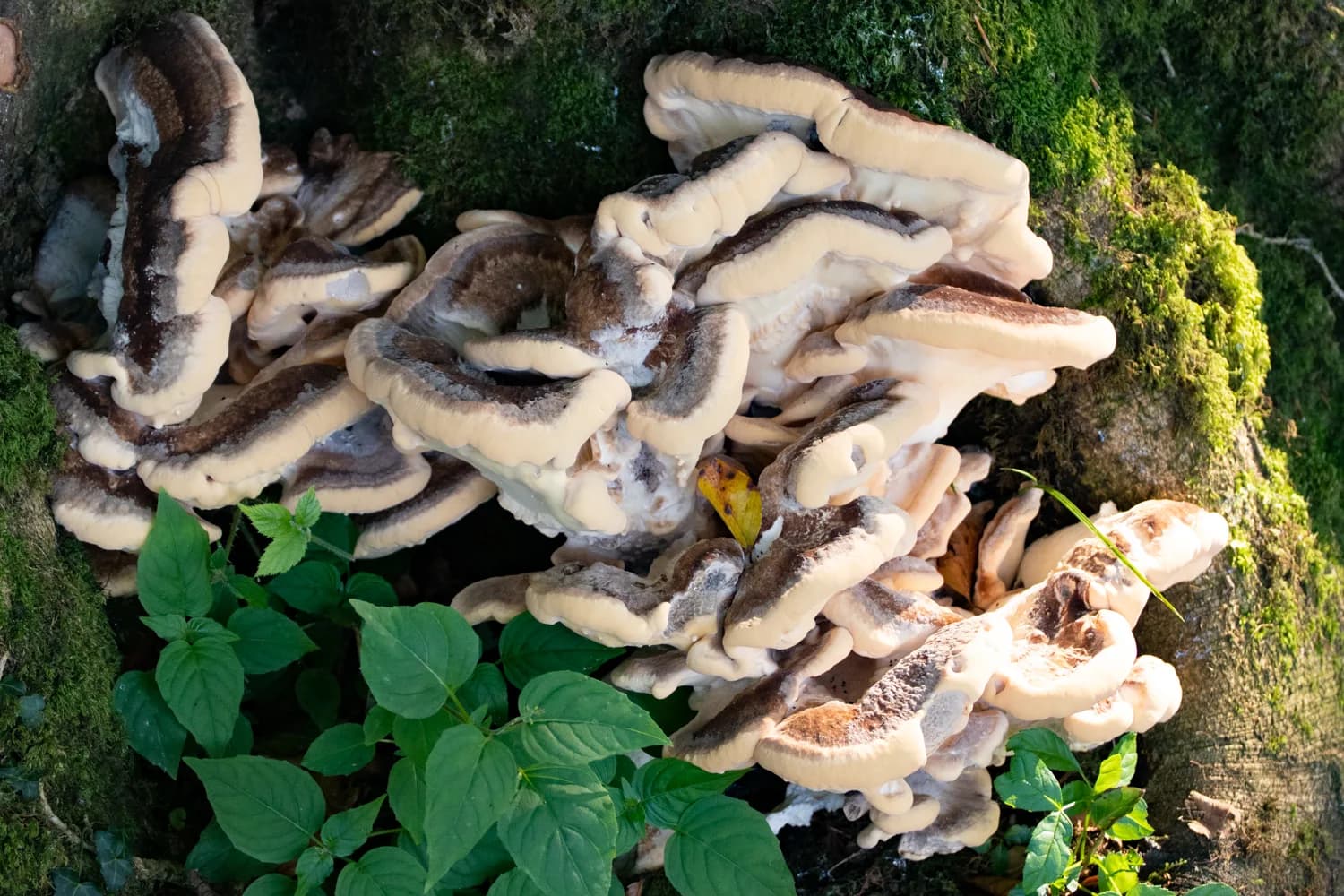Bracket fungi growing around the base of a tree at Cabilla.
