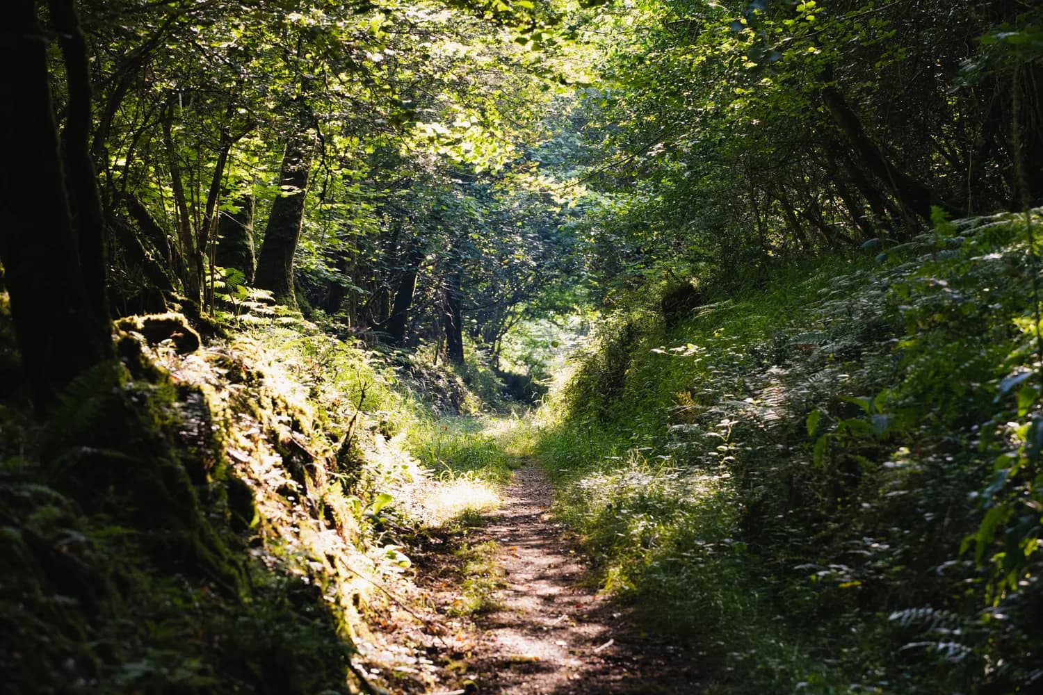 Sunlight falling across a woodland path at Cabilla