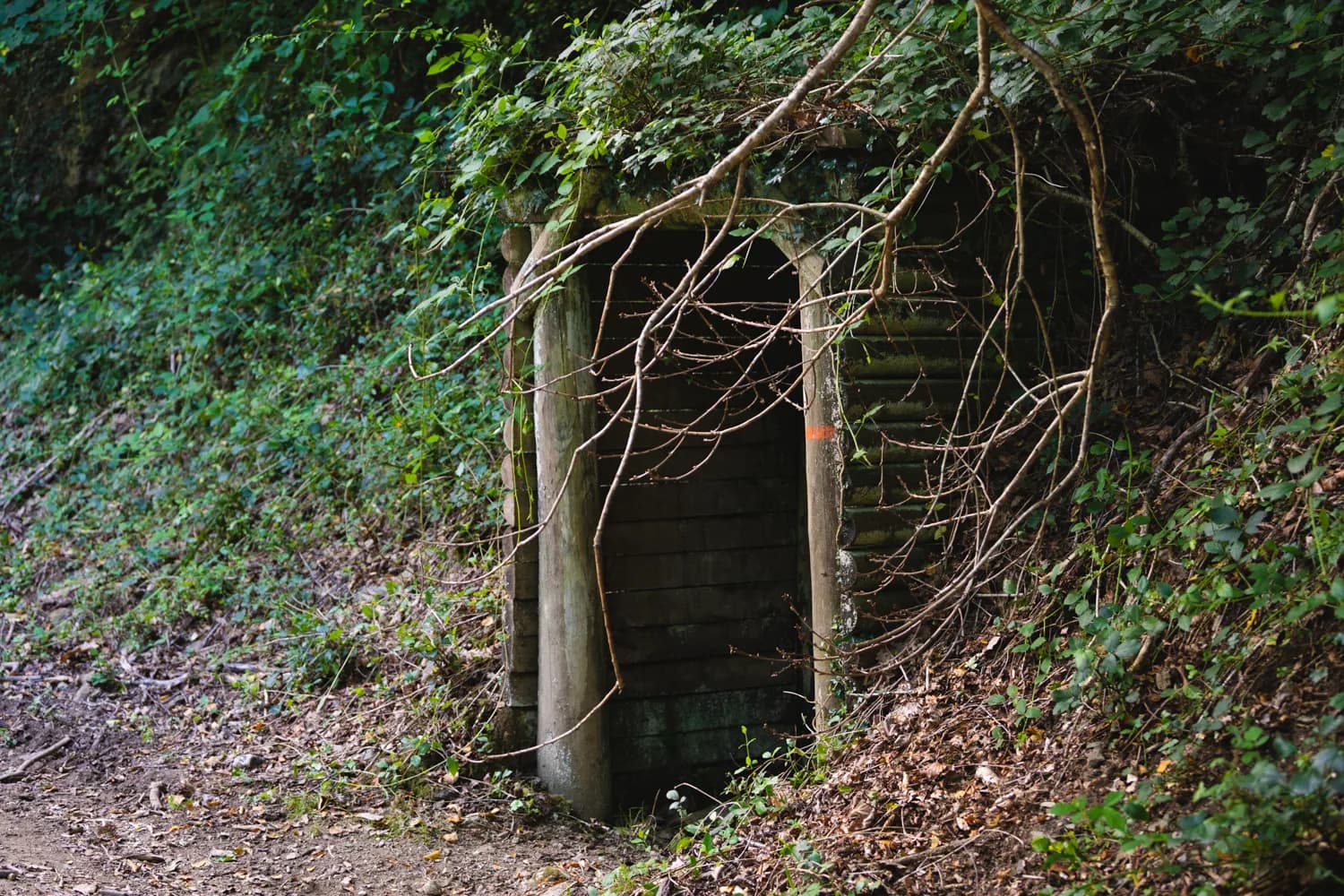 An old mine entrance surrounded by woodland vegetation. Stay outside old workings.