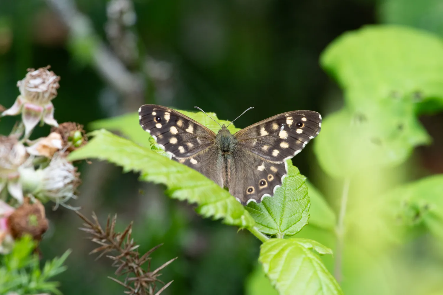 Speckled wood butterfly photographed at Goss Moor.