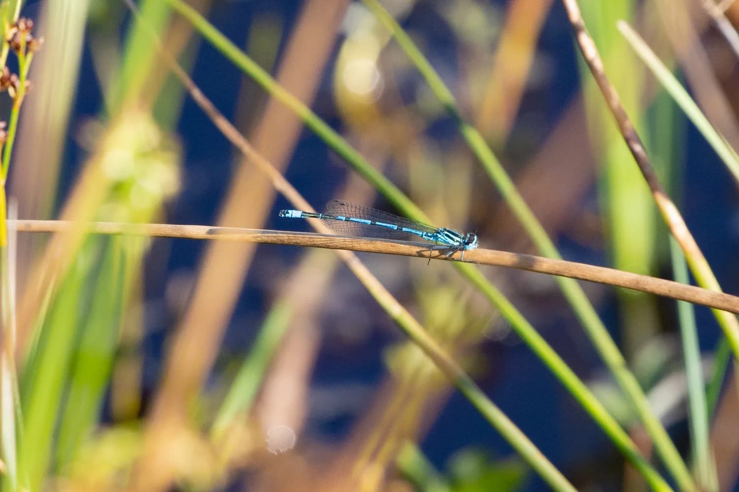 A common blue damselfly resting on a stem beside the water.