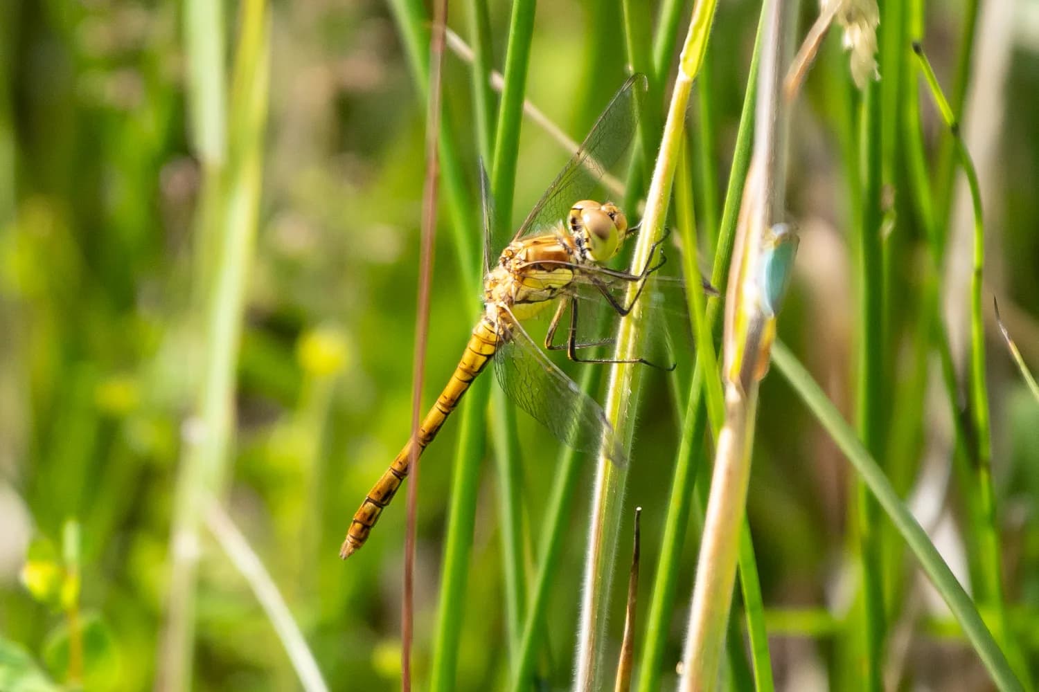 A common darter among the waterside vegetation.