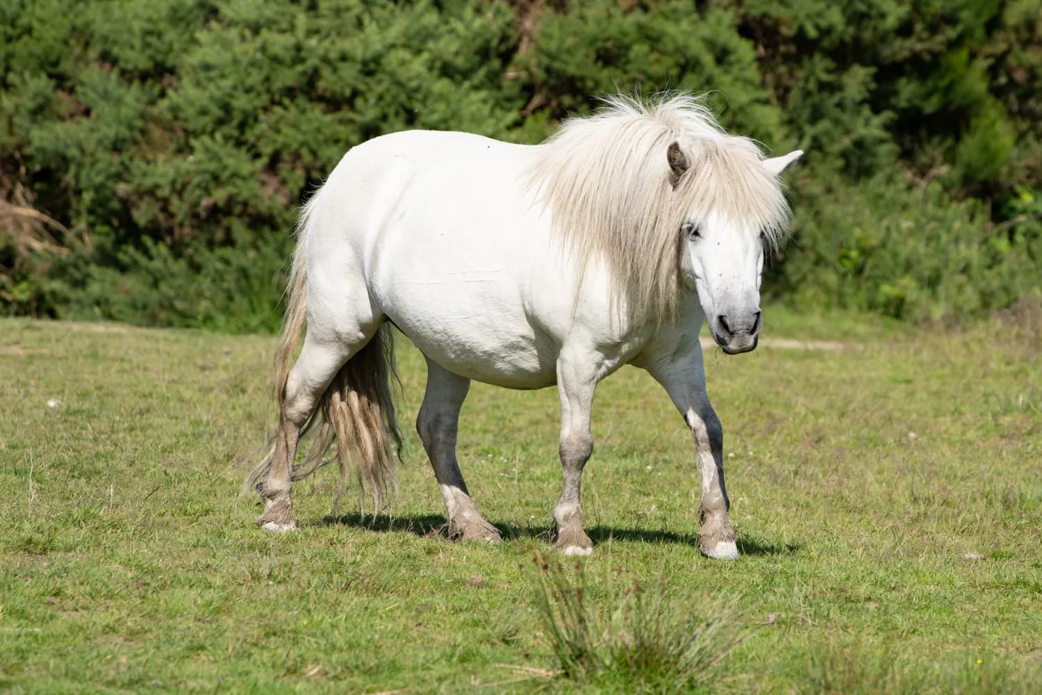 A grazing pony at Goss Moor. Livestock help manage the habitat.