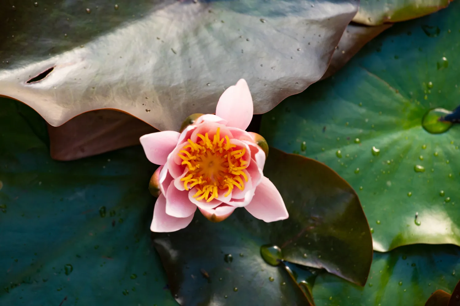 A pink water lily on a pond at Goss Moor