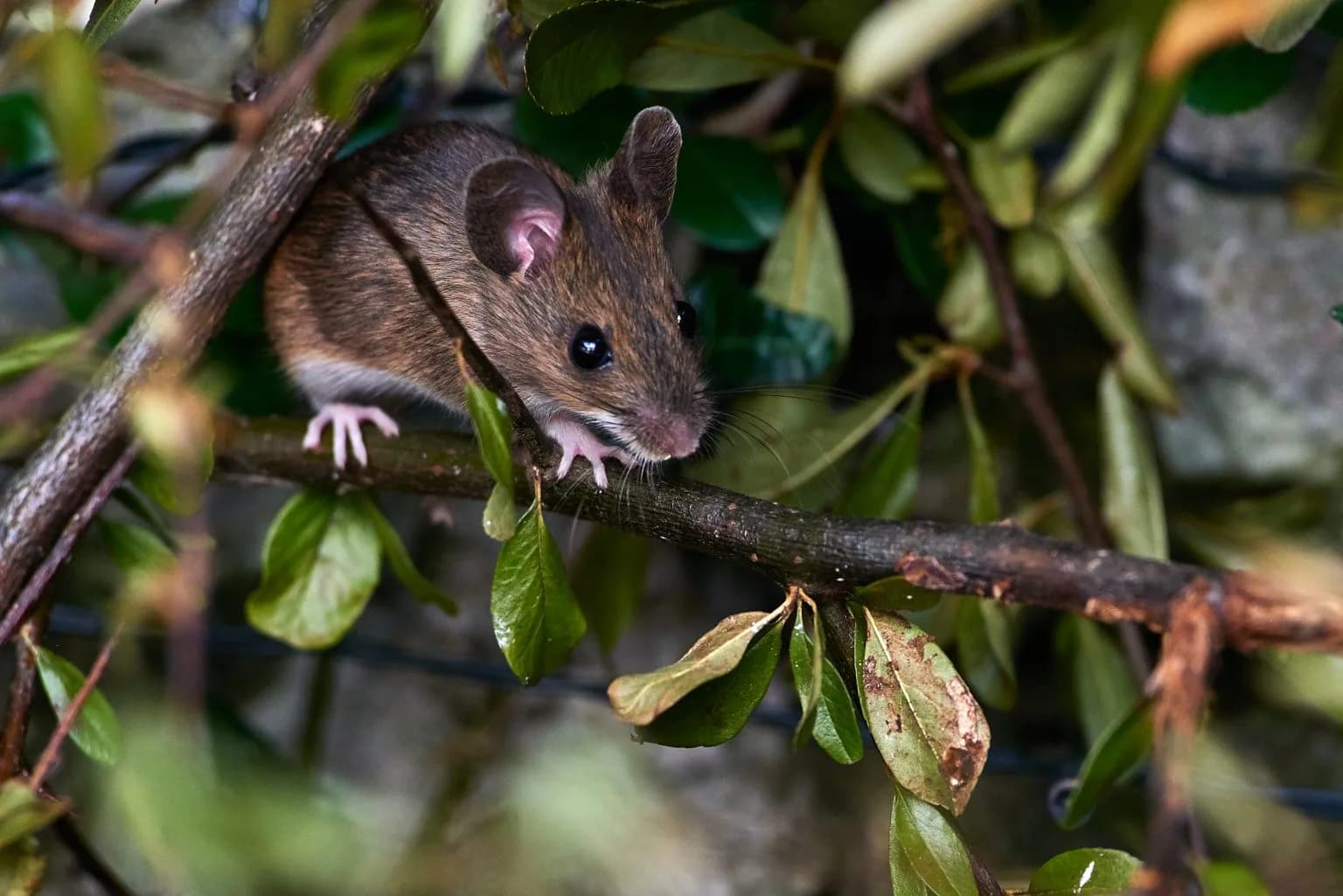 A wood mouse among leafy branches