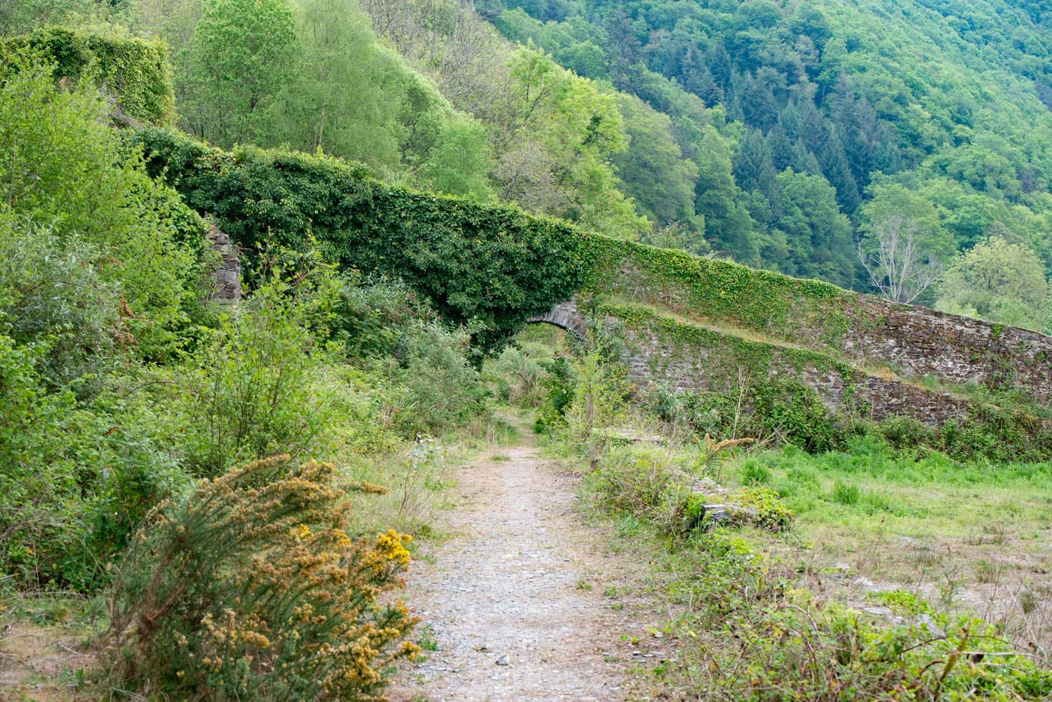 An old inclined plane and surrounding vegetation in the Tamar Valley.