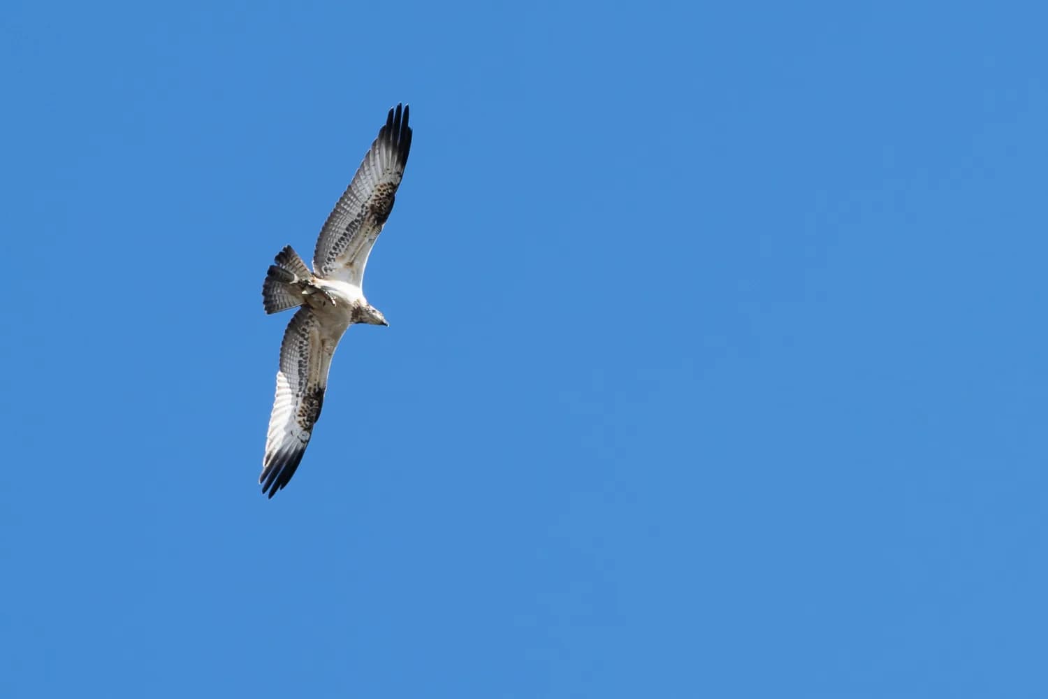 An osprey photographed over the Tamar with a fish in its talons.