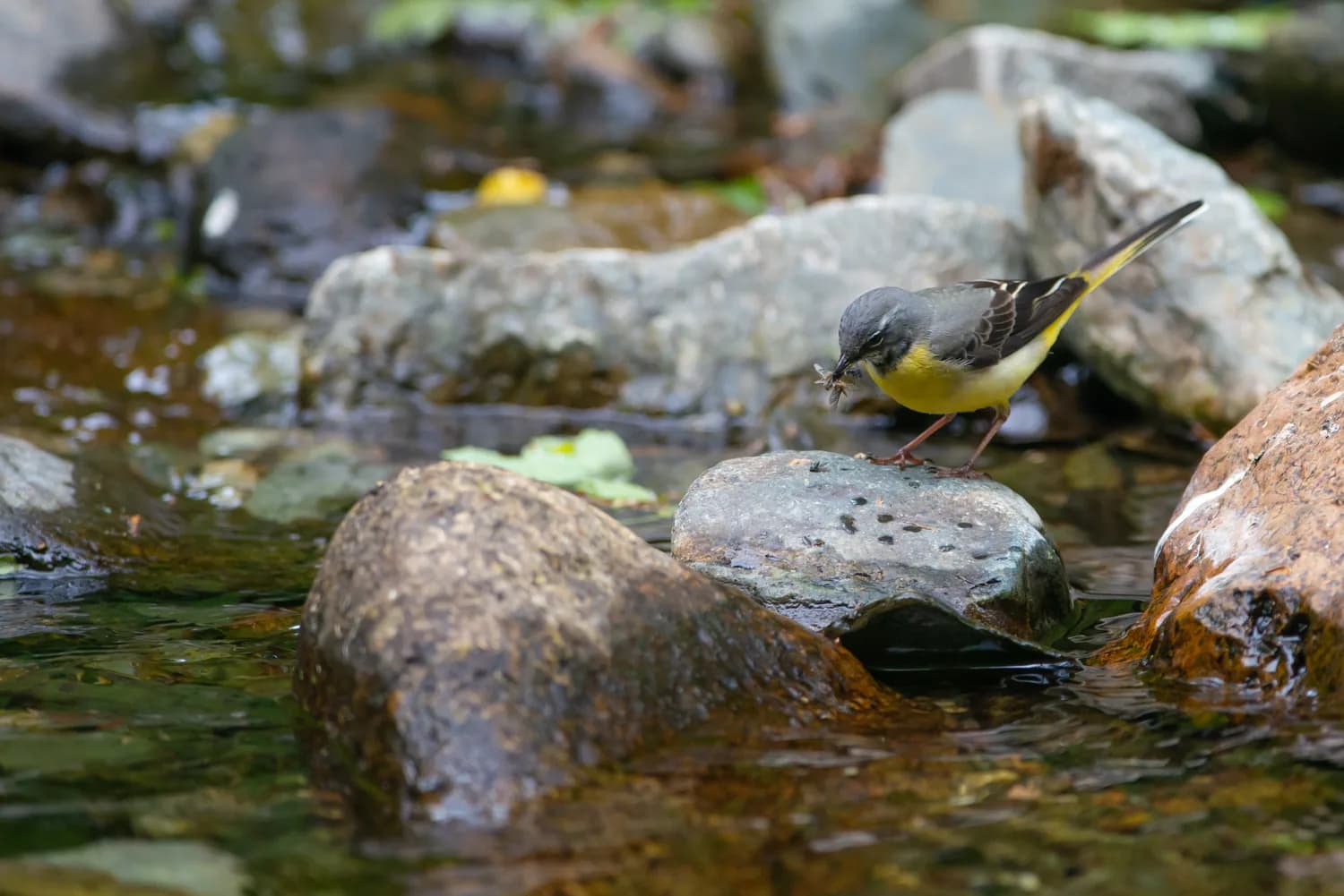 A grey wagtail beside a rocky, non-tidal stretch of the Tamar.