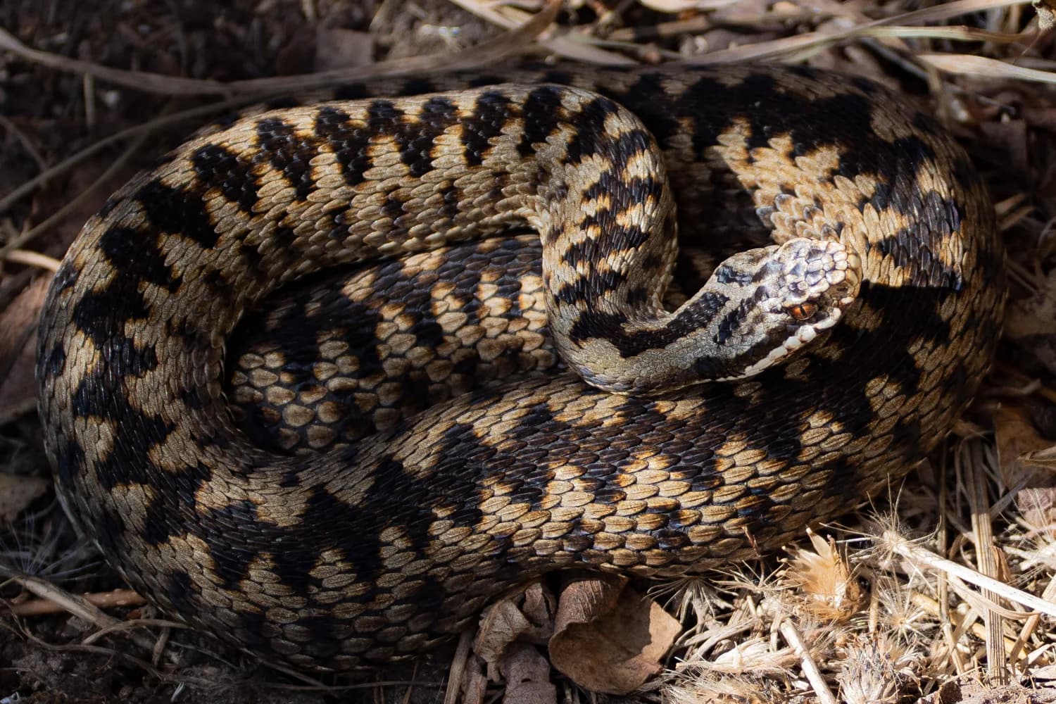 An adder resting among dry vegetation at Windmill Farm.