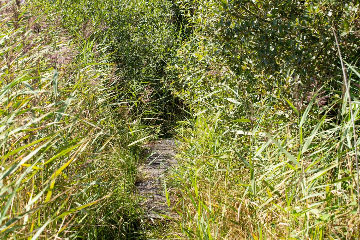 A raised boardwalk through the reserve’s vegetation.
