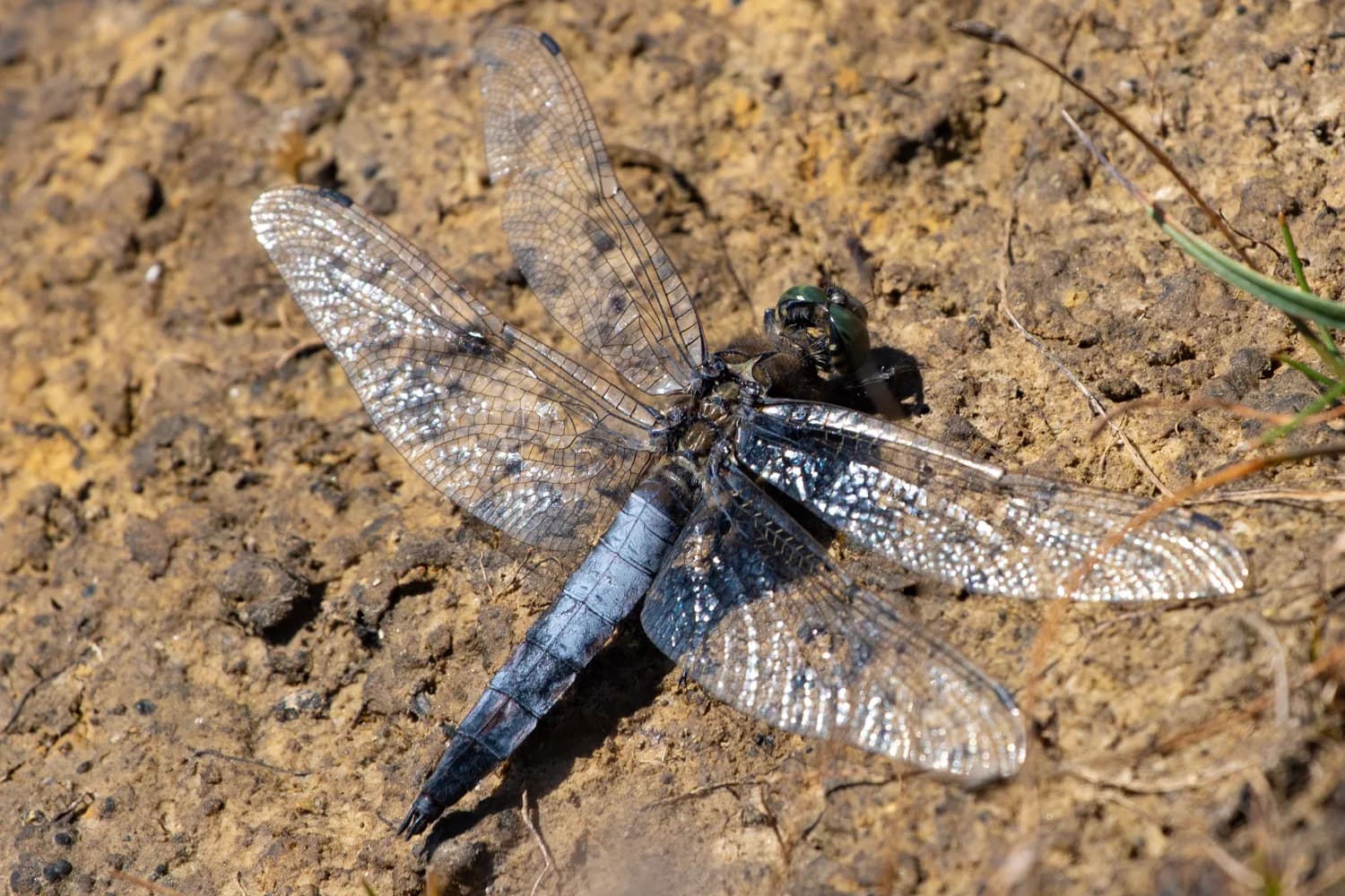 A black-tailed skimmer dragonfly resting on the ground.