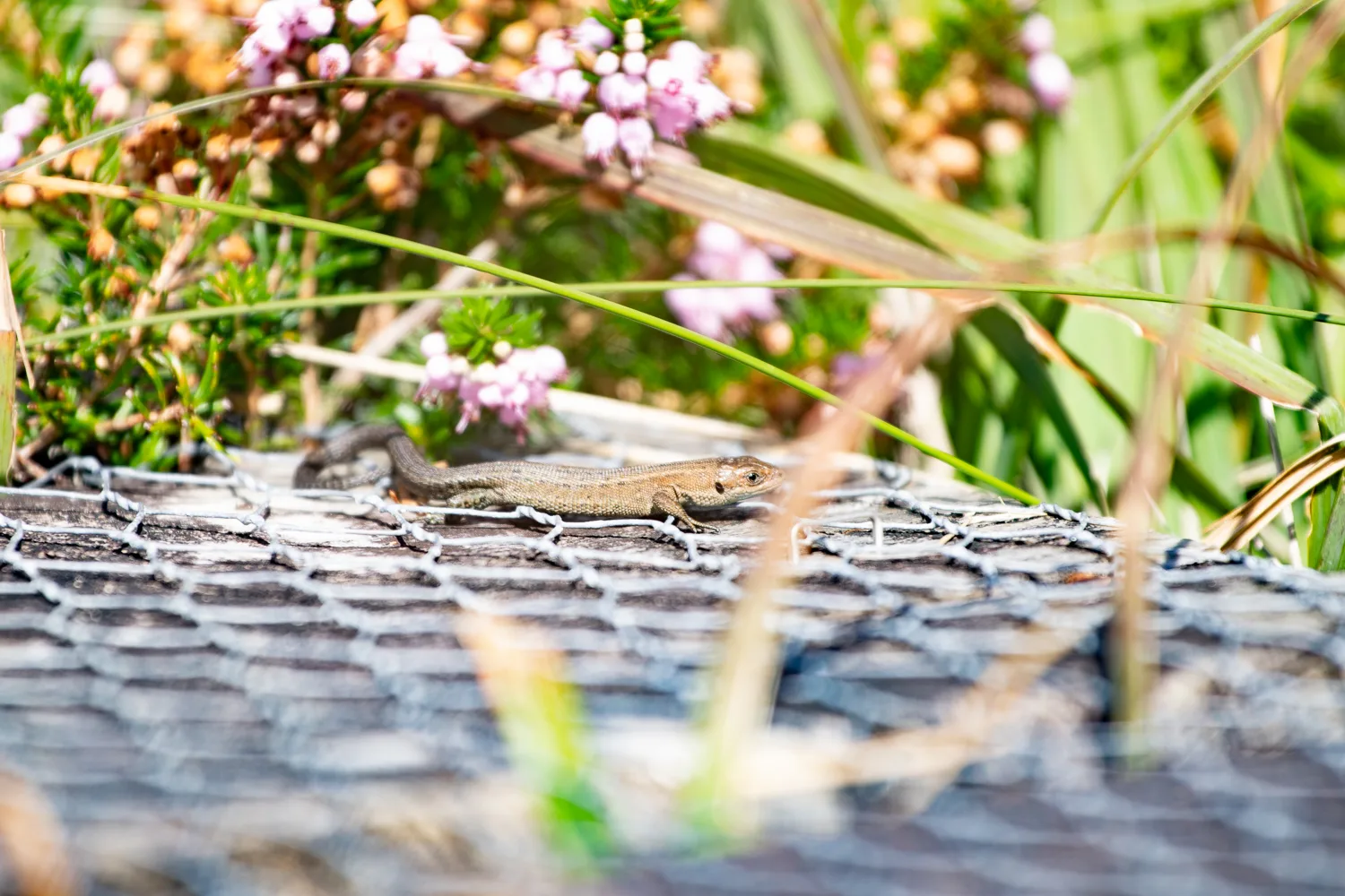 A common lizard basking on a boardwalk.